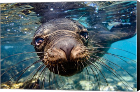 Framed Galapagos Islands, Santa Fe Island Galapagos Sea Lion Swims In Close To The Camera Print