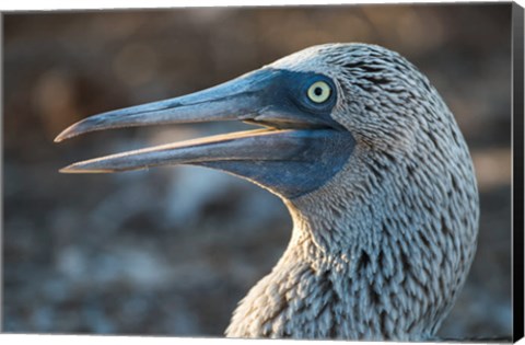 Framed Galapagos Islands, North Seymour Island Blue-Footed Booby Portrait Print