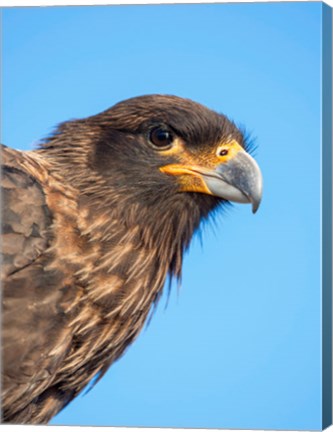 Framed Adult With Typical Yellow Skin In Face Striated Caracara Or Johnny Rook, Falkland Islands Print