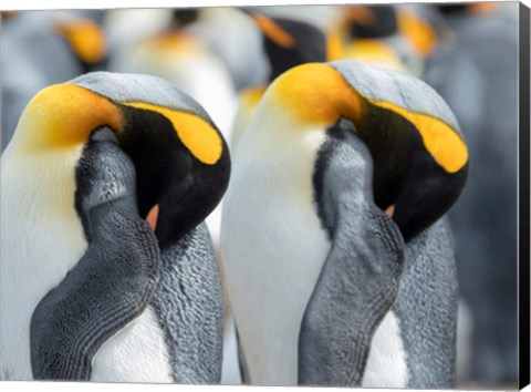 Framed King Penguin On Falkland Islands 1 Print