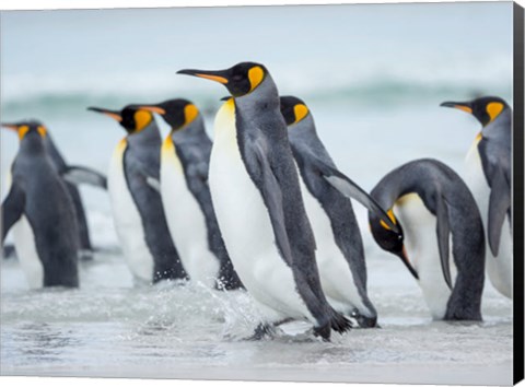 Framed King Penguin On Falkland Islands 2 Print