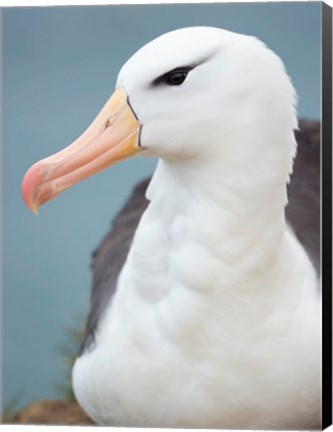 Framed Black-Browed Albatross, Falkland Islands Print