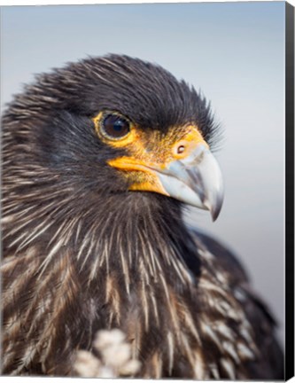 Framed Adult Striated Caracara, Protected, Endemic To The Falkland Islands Print