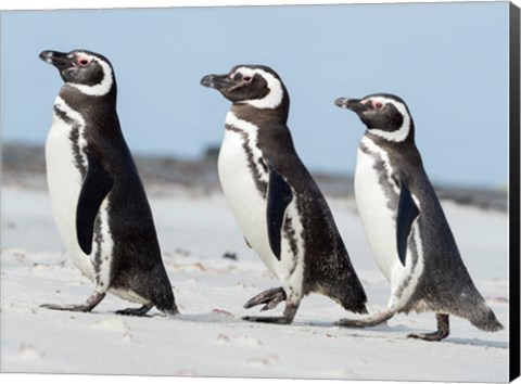 Framed Magellanic Penguin, Falkland Islands Print