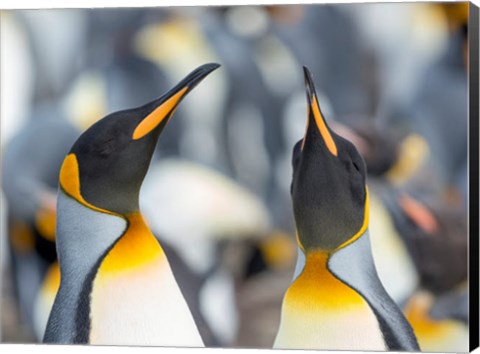 Framed King Penguin, Falkland Islands 3 Print