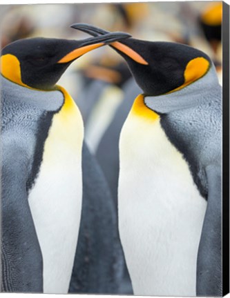 Framed King Penguin, Falkland Islands 4 Print