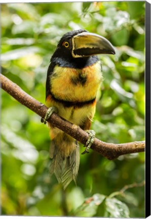 Framed Costa Rica, La Selva Biological Research Station, Collared Aricari On Limb Print