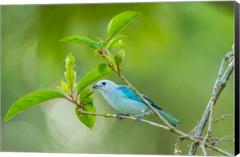 Framed Costa Rica, Sarapiqui River Valley, Blue-Grey Tanager On Limb Print