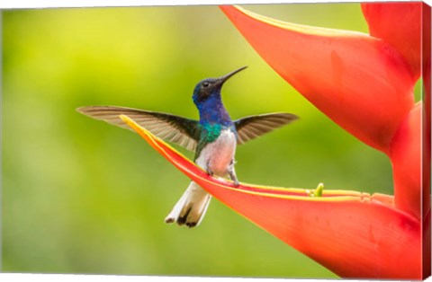 Framed Costa Rica, Sarapiqui River Valley, Male White-Necked Jacobin On Heliconia Print