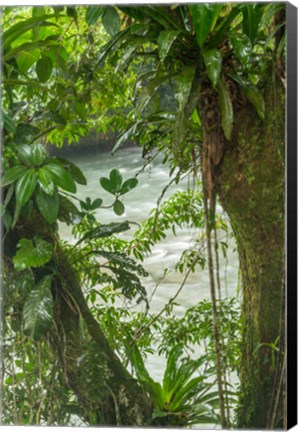 Framed Costa Rica, Sarapiqui River Valley, Rio Puerto Viejo River In Rainforest Print