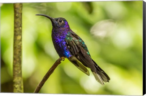 Framed Costa Rica, Monte Verde Cloud Forest Reserve Violet Sabrewing Close-Up Print