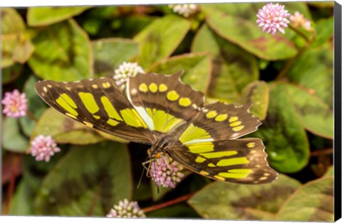 Framed Costa Rica, La Paz River Valley Captive Butterfly In La Paz Waterfall Garden Print