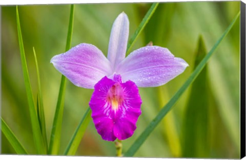 Framed Costa Rica, Sarapique River Valley Earth Orchid Blossom Close-Up Print