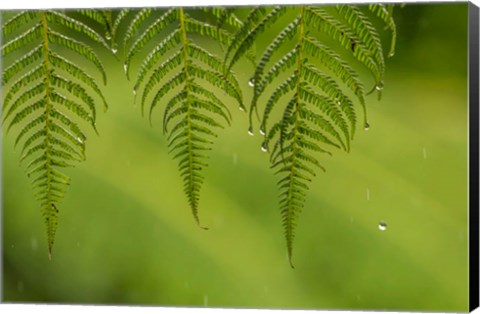 Framed Costa Rica, Sarapique River Valley Fern In Rain Print