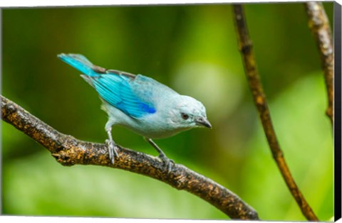 Framed Costa Rica, Sarapique River Valley Blue-Grey Tanager On Limb Print