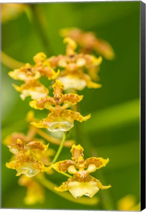 Framed Costa Rica, Sarapique River Valley Orchid Blossoms Print