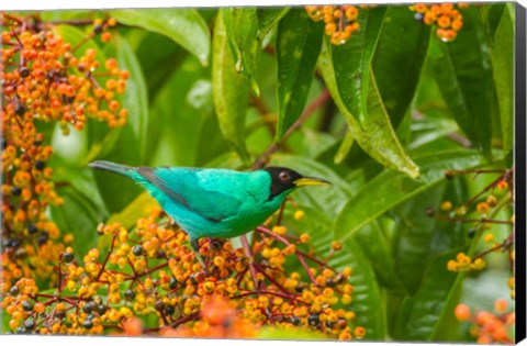 Framed Costa Rica, Arenal Green Honeycreeper And Berries Print