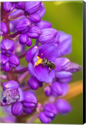 Framed Costa Rica, Arenal Insect On Blossom Print