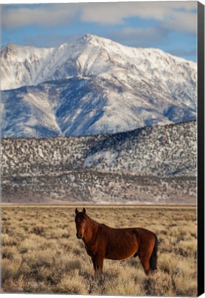 Framed California White Mountains And Wild Mustang In Adobe Valley Print