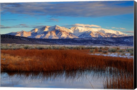 Framed California White Mountains And Reeds In Pond Print