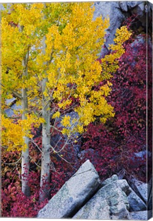 Framed California, Sierra Nevada Mountains Mountain Dogwood And Aspen Trees In Autumn Print