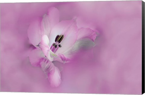 Framed California Close-Up Of Alstroemeria Flower Print