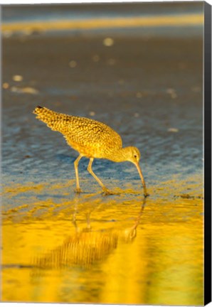 Framed California, San Luis Obispo County Long-Billed Curlew Feeding At Sunset Print