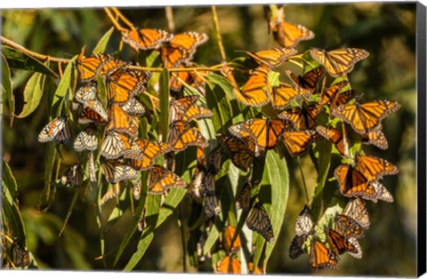 Framed California, San Luis Obispo County Clustering Monarch Butterflies On Branches Print