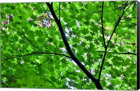 Framed Looking Up Into Vine Maple, Stout Grove, Jedediah Smith Redwoods State Park, Northern California Print