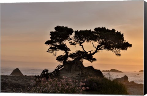 Framed Cypress Tree At Sunset Along The Northern California Coastline, Crescent City, California Print