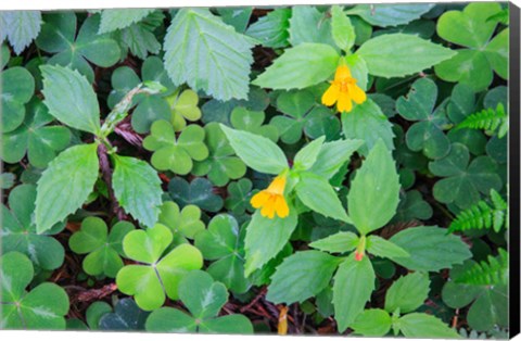 Framed Monkey Flowers Growing Wild In Redwood National Park Print