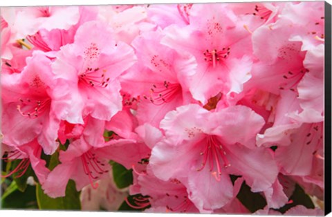 Framed Evergreen Azalea Blooms In The Spring And Summer Print