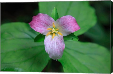 Framed Trillium Perennial Flowering Plant Print