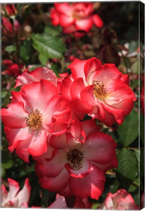 Framed Betty Boop Rose Is A Hybrid Rose With A Moderately Fruity Aroma Print