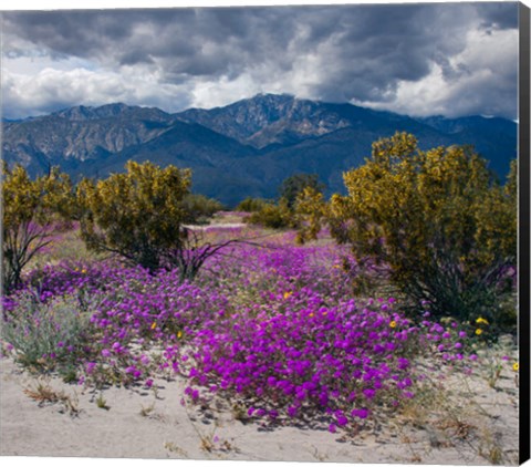 Framed Wildflowers In Spring, Coachella Valle Print