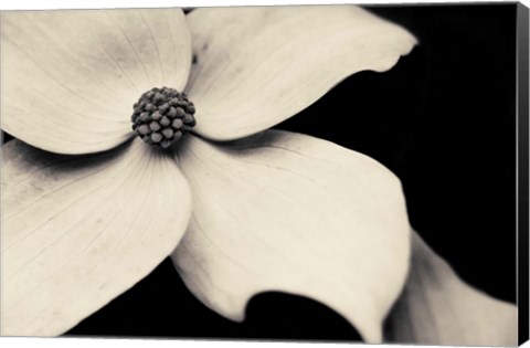 Framed Dogwood Flower Print