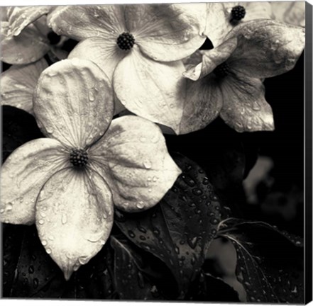 Framed Dogwood Flower No. 3 Print