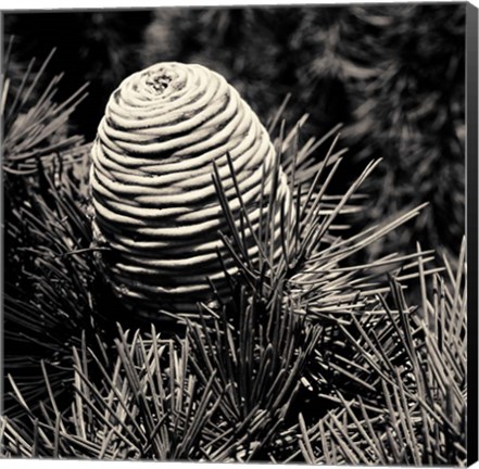 Framed Spruce Cone Print