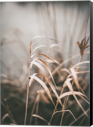 Framed Reed 2 Print