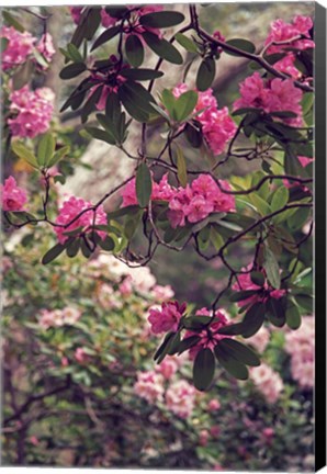 Framed Rhododendrons Print