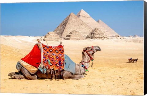 Framed Camel Resting by the Pyramids, Giza, Egypt Print