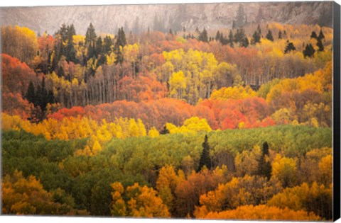 Framed Colorado, Gunnison National Forest, Forest In Autumn Colors Print