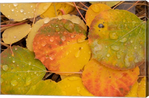 Framed Colorado, Gunnison National Forest, Raindrops On Fallen Autumn Aspen Leaves Print