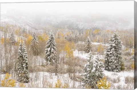 Framed Colorado, White River National Forest, Snowstorm On Forest Print
