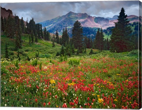 Framed Colorado, Laplata Mountains, Wildflowers In Mountain Meadow Print