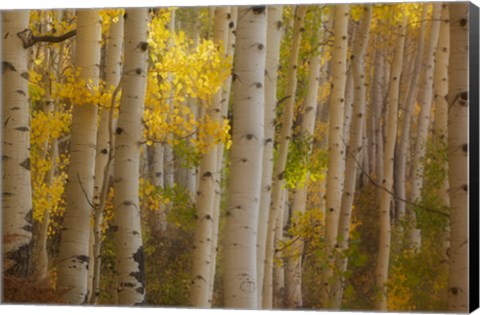 Framed Colorado, Gunnison National Forest, Aspen Trees Highlighted At Sunrise Print