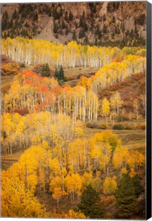 Framed Colorado, San Juan Mountains, Autumn-Colored Aspen Forest On Mountain Slope Print