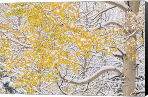 Framed Snow Coats Aspen Trees In Winter Print