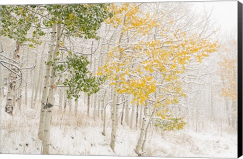 Framed Colorado, Snow Coats Aspen Trees In Winter Print