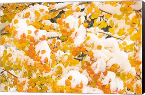 Framed White River National Forest, Snow Coats Aspen Trees In Winter Print